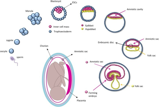 Development Of The Amniotic Sac During Embryogenesis A Open I