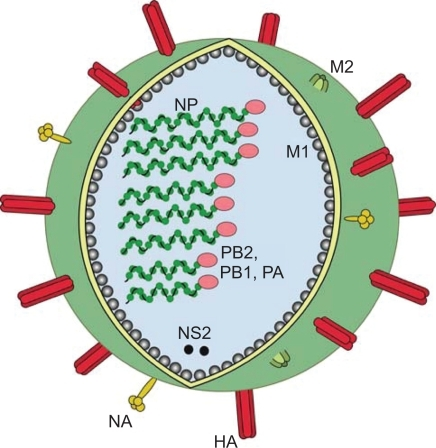 Schematic Figure Of Influenza Virus On The Surface Of Open I