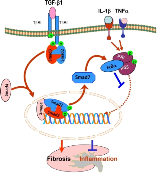 Diverse Roles Of Smad In Renal Fibrosis And Inflammati Open I