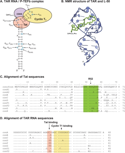 The Structure And Sequence Of Hiv Tat Tar Rna A Schem Open I