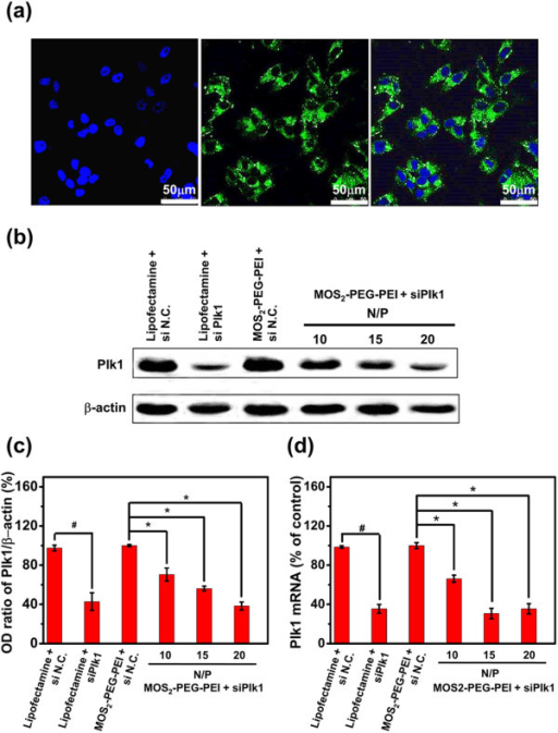 Cell Uptake And In Vitro Sirna Transfection A Confoc Open I