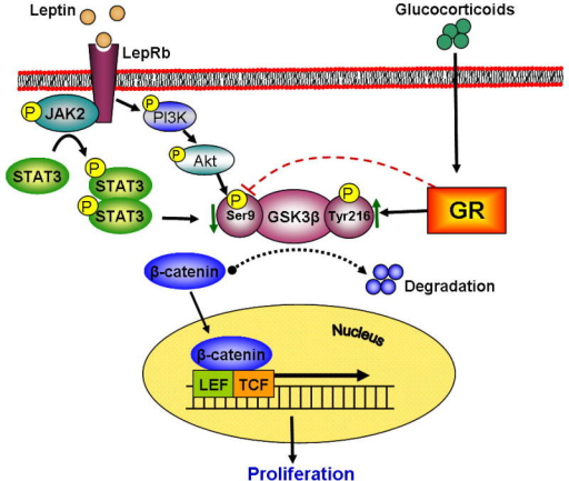 Proposed Mechanisms Of Leptin And Glucocorticoid Stress Open I