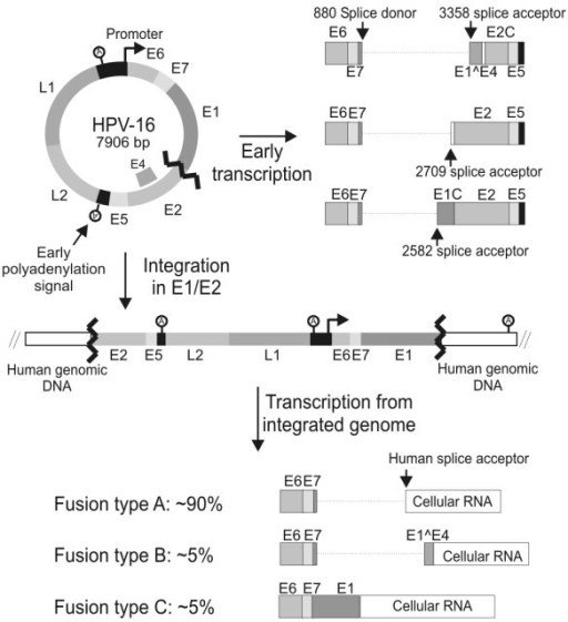 hpv-16-integrations-during-oncogenesis-in-normal-hpv-1-open-i