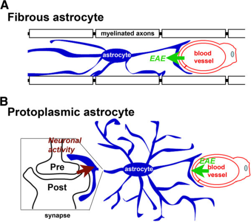 Diagram Of Regulation Of Fibrous And Protoplasmic Astro Open I