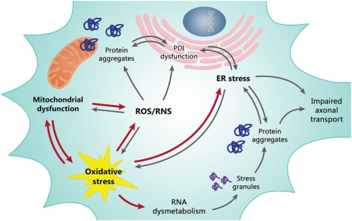 Mitochondrial Dysfunction And Oxidative Stress Os Are Open I