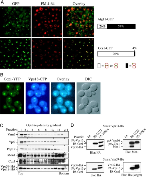 (a) ccz1-gfp is enriched at vacuole–vacuole junctions.