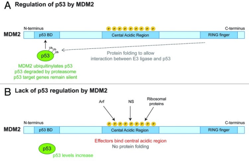 Figure 3 MDM2 And P53 Regulation MDM2 Has Three Main Open I