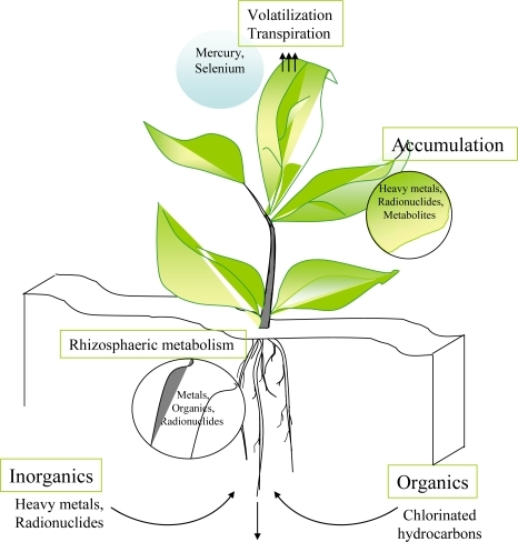 Phytoremediation can occur through a series of complex | Open-i