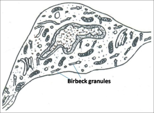 Langerhans Cell With Cleaved Nucleus And Numerous Birbe | Open-i