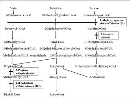 Pathways of branched-chain amino acid catabolism. 1. Br | Open-i