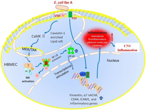 A Schematic Diagram Of The Vim Signaling Model E Coli Open I