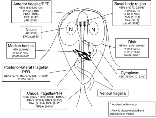 Cartoon of an interphase Giardia trophozoite showing ki | Open-i