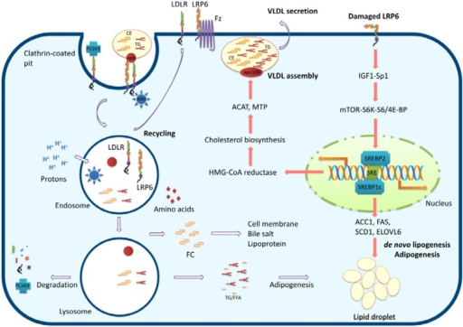 Hepatic lipid homeostasis is regulated by LRP6. Recogni | Open-i