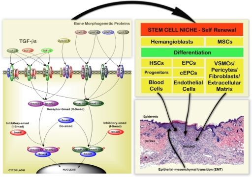 Schematic Representation Of The TGF-β Superfamily Sign | Open-i