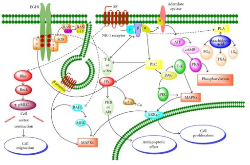 The downstream signaling pathways of the NK-1 receptor | Open-i