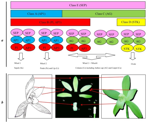 Diagram Of The Expanded ABCDE Model Of Floral Developme | Open-i