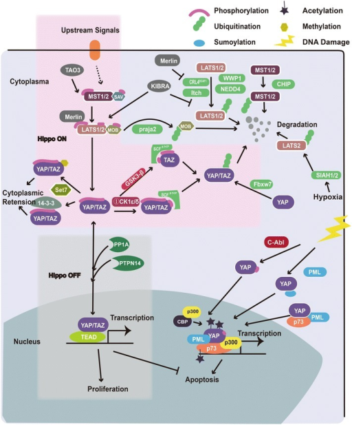 PTMs regulation of Hippo pathway. Left top pink region | Open-i