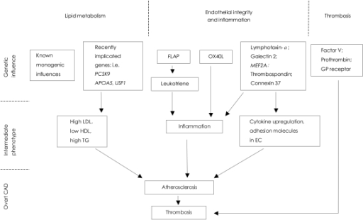 Biological pathways implicated in CAD pathophysiology a | Open-i