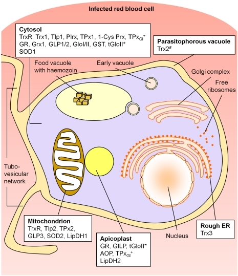 Compartmentation of the redox metabolism in malaria par | Open-i