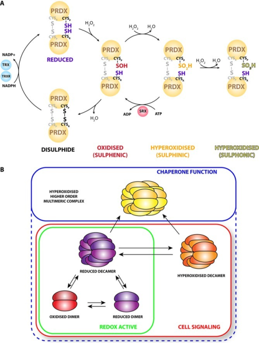 Peroxiredoxin Structure And Function. (A) Two-Cysperoxi | Open-i