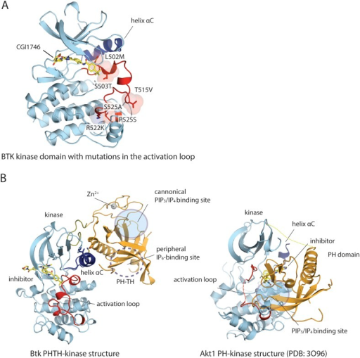 Structure Of The Kinase Domain Of Btk And Its Interacti | Open-i