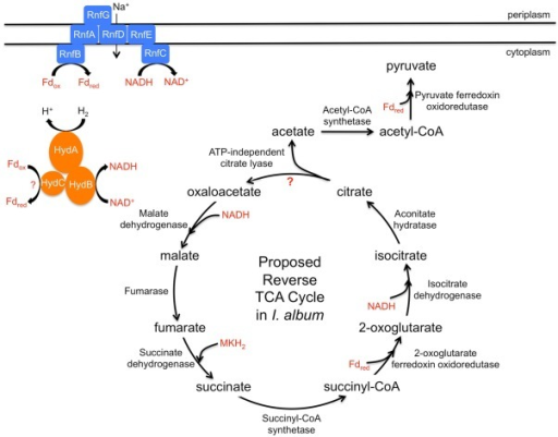 Proposed mixotrophy and a potential unconventional reve | Open-i