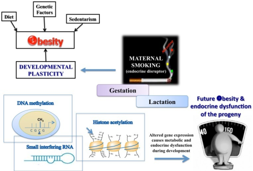 factors of obesity Psychological factors in obesity obesity is a condition where genetics, nutrition, lifestyle and psychology merge into a complex mesh of interactions the more psychologically stuck, or damaged, an individual feels, there is a greater chance of disordered eating, social inadequacies and health complications. factors of obesity Psychological factors in obesity obesity is a condition where genetics, nutrition, lifestyle and psychology merge into a complex mesh of interactions the more psychologically stuck, or damaged, an individual feels, there is a greater chance of disordered eating, social inadequacies and health complications.