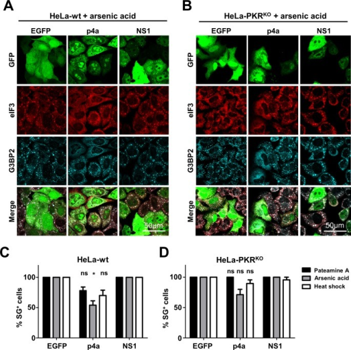 mers cov p4a does not inhibit pkr independent sg format open i sg format