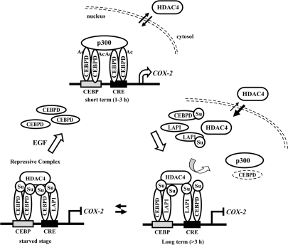 The involvement of CEBPD and LAP1 in the EGF-regulated | Open-i