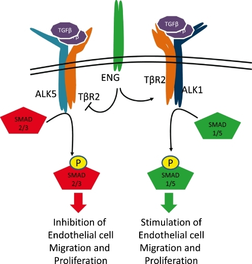 TGF-β Signaling In Endothelial Cells. TGF-β Can Bind | Open-i