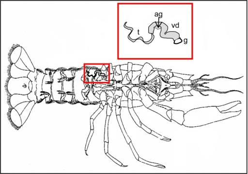 Male crayfish showing location of male reproductive tra | Open-i