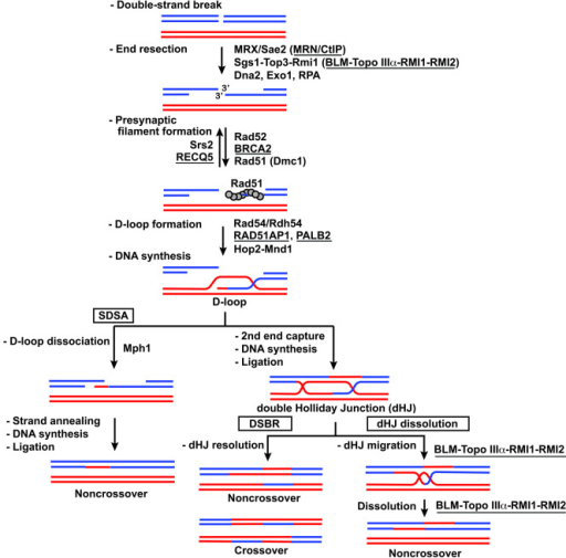 Protein factors that process DNA double-strand breaks a | Open-i