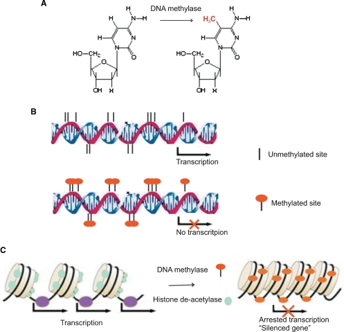 methylated dna unmethylated dna Possible mechanism for gene silencing parminder kaur1,2, birgit plochberger3, peter costa2, of methylated and unmethylated dna support this view. methylated dna unmethylated dna Possible mechanism for gene silencing parminder kaur1,2, birgit plochberger3, peter costa2, of methylated and unmethylated dna support this view.