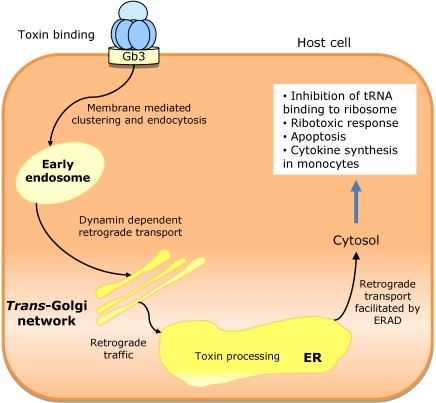 Trafficking Mechanism Of Shiga Toxins Toxin Binding To Open I   PMC3153167 Toxins 02 02359 G010 