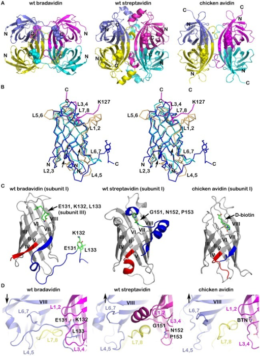 Structure comparison of wt bradavidin, wt streptavidin | Open-i