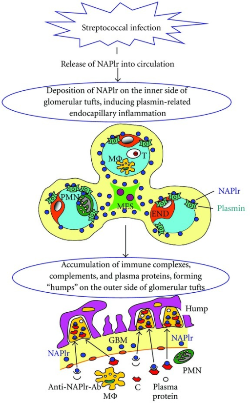 Cells end. Streptococcal infection in throat mechanism.