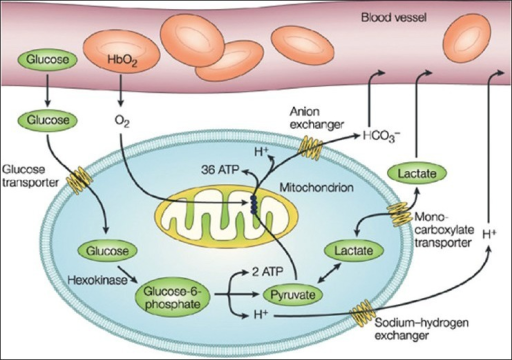 [18] Glucose is transported into the cell where it unde | Open-i