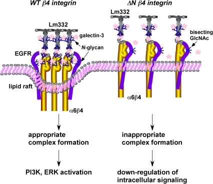 Hypothetical model for the effect of N-glycans on ß4 i | Open-i