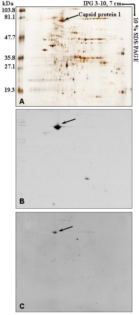 Two dimensional gel analysis of APM associated proteins Open i