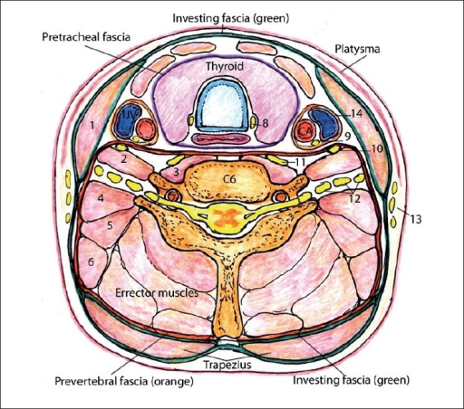 Axial cut through the neck at the C6 level. Fascias, mu | Open-i