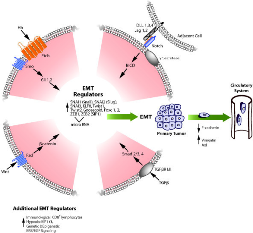 Embryonic Pathway Signaling Leads To Induction Of Epith Open I 2973