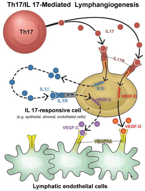 Mechanism Of T-helper-17 (Th17) Cell-mediated Lymphangi | Open-i