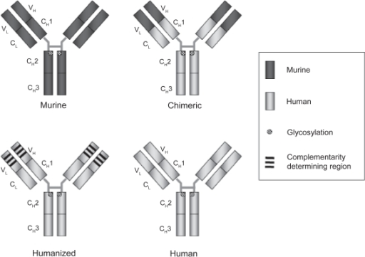 Humanization of therapeutic antibodies. In general the | Open-i