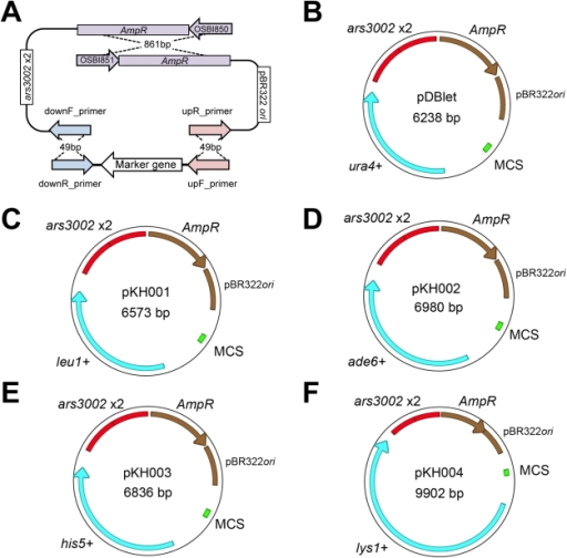 Construction of plasmids with different auxotrophic mar | Open-i