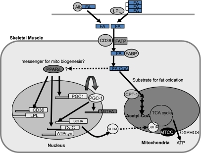 Fatty acid flux into skeletal muscle, a potential intra | Open-i