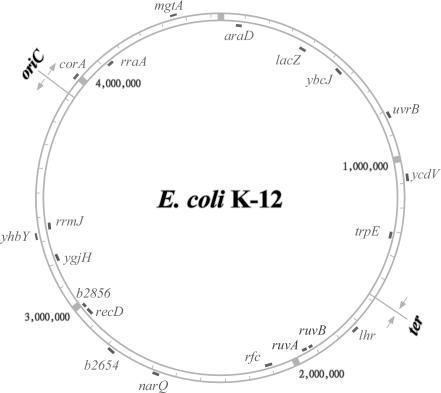 nih k mechanism t of the location K Map 12 the E.coli showing of genome