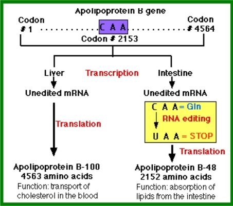 RNA editing in human apolipoprotein B | Open-i