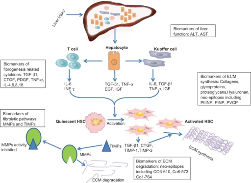 Mechanisms of hepatic fibrogenesis and possible molecul | Open-i