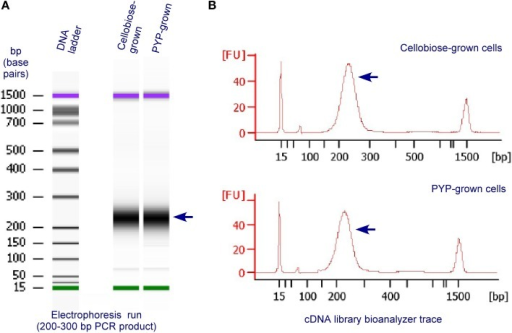 Validation And Quantification Of Representative, Final 