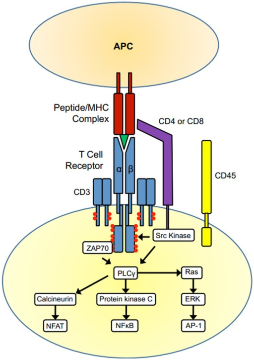 t cell receptor activation